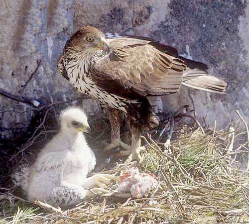 Самка с детёнышем в гнезде