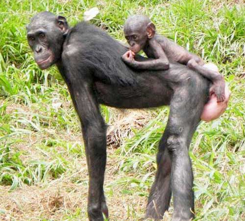 Самка бонобо с детёнышем