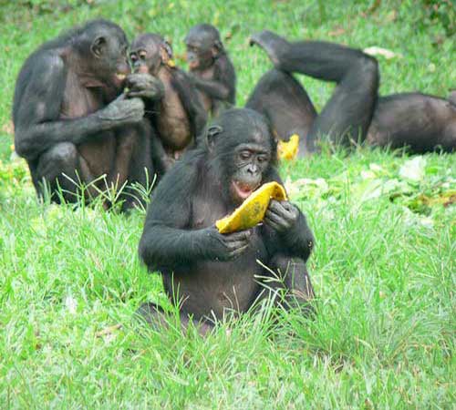 Бонобо ест плод