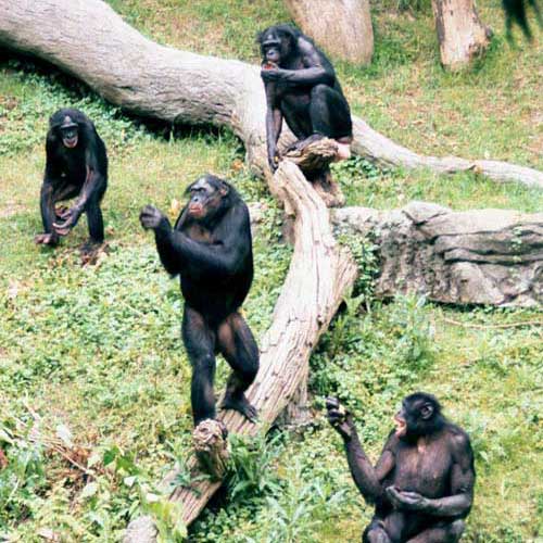 Группа бонобо в лесу