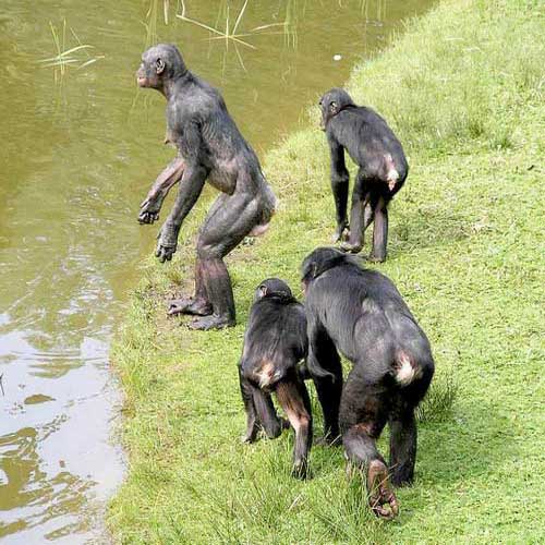 Группа бонобо у воды