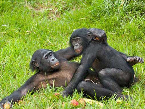 Два бонобо на траве