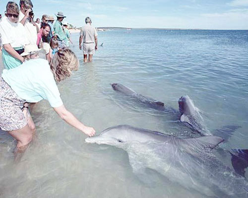Дельфины подплыли к людям