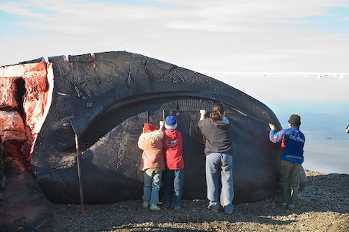 Люди разделывают тушу гренландского кита