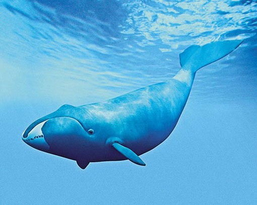 Внешний вид гренландского кита