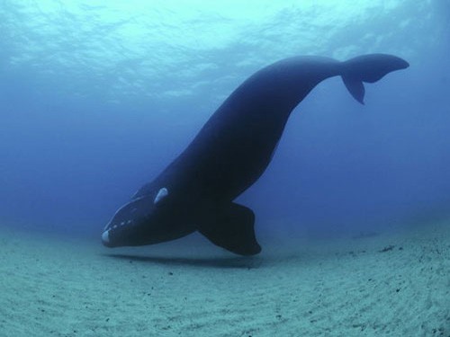 Гренландский кит на морском дне