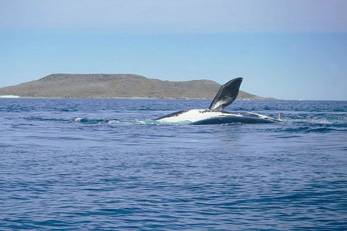 Гренландский кит плывёт вблизи берега