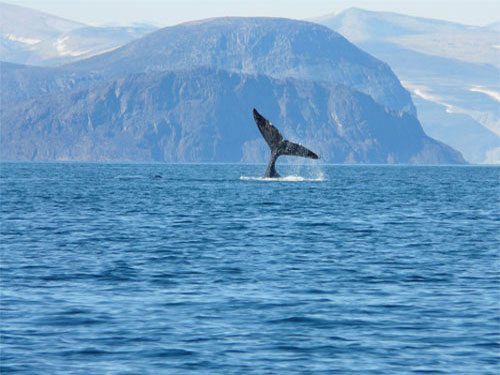 Хвост гренландского кита