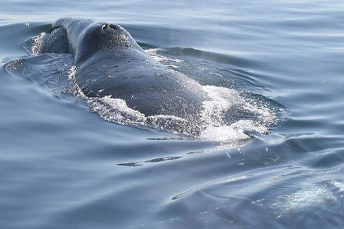 Голова гренландского кита
