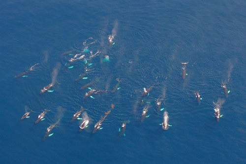 Стадо гренландских китов с высоты птичьего полёта