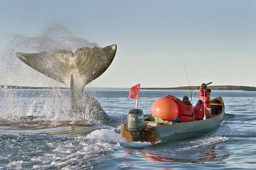 Гренландский кит и люди
