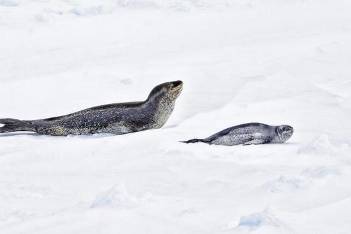 Самка морского леопарда и детёныш передвигаются по льду