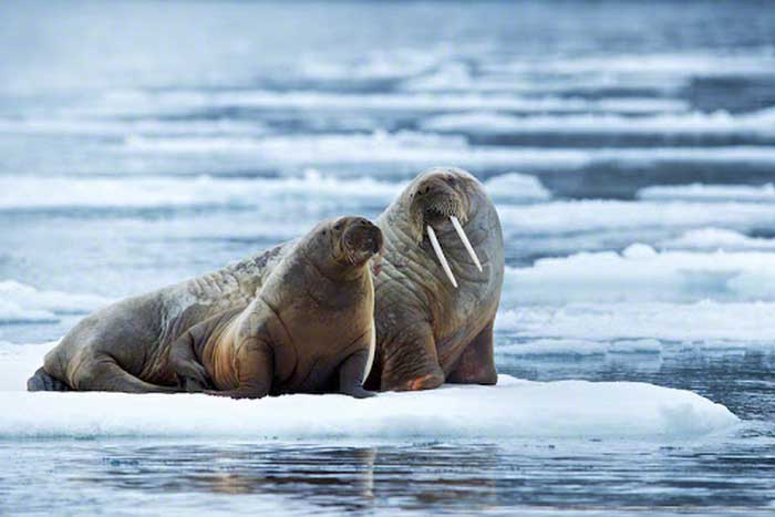 Самка моржа и детёныш на льдине