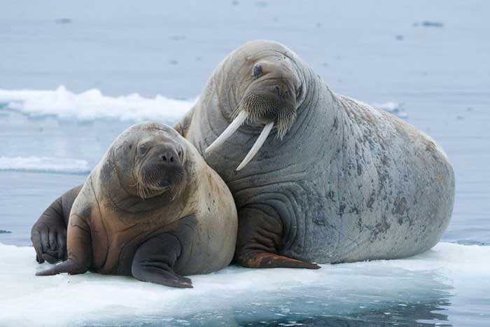 Самка моржа и её детёныш лежат рядом
