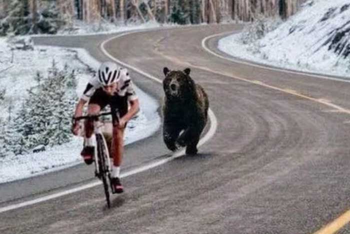 Медведь и велосипедист