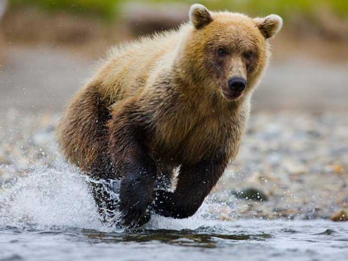 Бурый медведь бежит