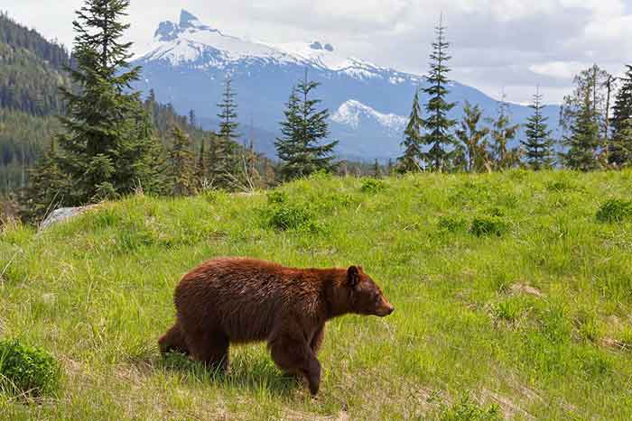 Бурый медведь в родной среде обитания