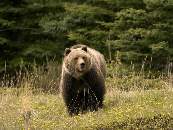 Бурый медведь на Камчатке - внешний вид