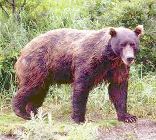 Бурый медведь в дикой природе