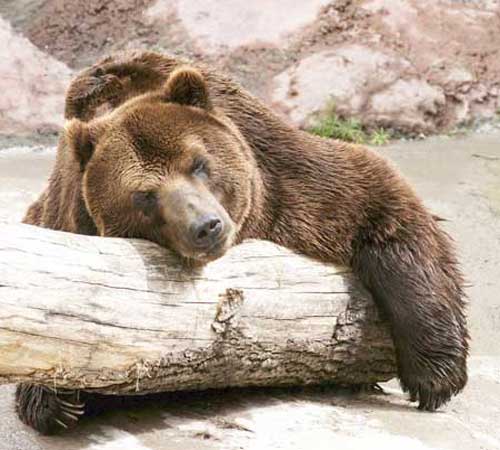 Бурый медведь спит, обняв дерево