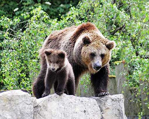 Медведица и медвежонок на камнях