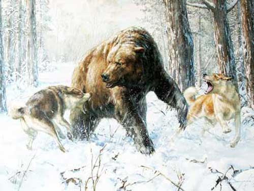 Бурый медведь защищается от собак
