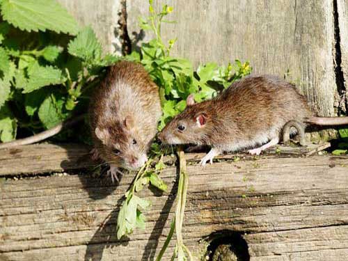 Две серые крысы питаются