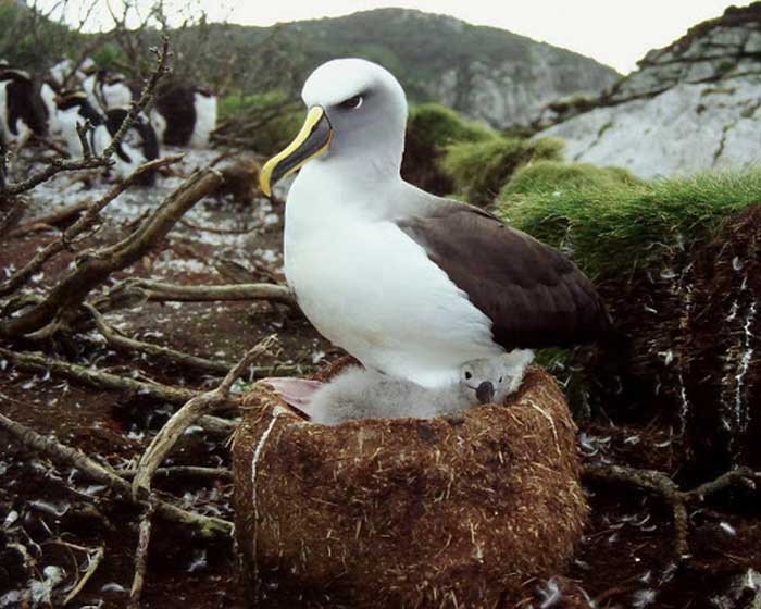Гнездо альбатроса Буллера