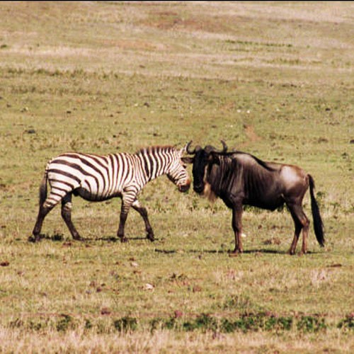 Бурчеллова зебра и антилопа гну