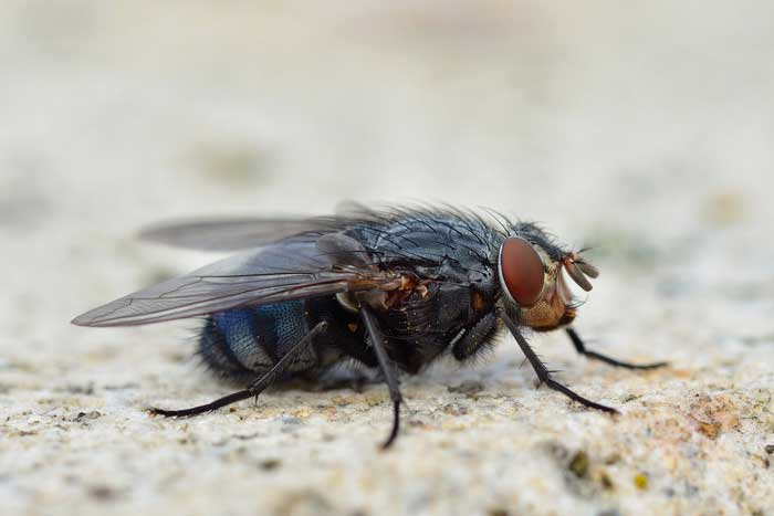 Синяя мясная муха, описание, фото