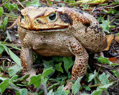 Тростниковая жаба - внешний вид
