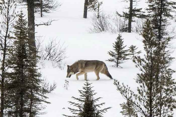 Восточный волк на снегу