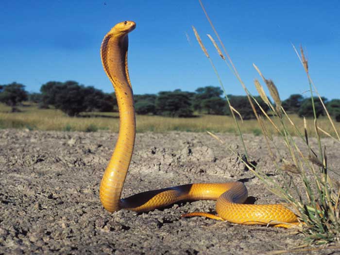 Капская кобра - внешний вид
