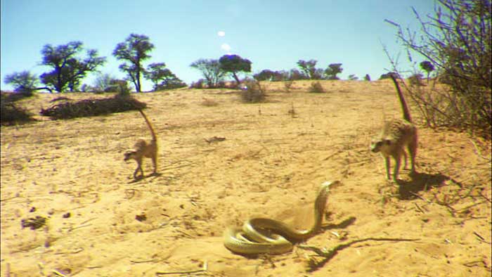 Капская кобра и животные
