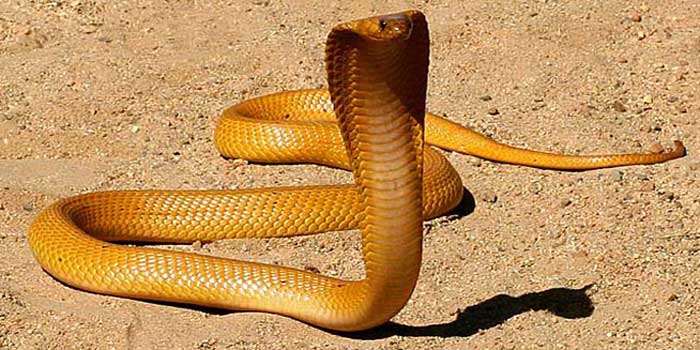 Капская кобра на песчаном грунте