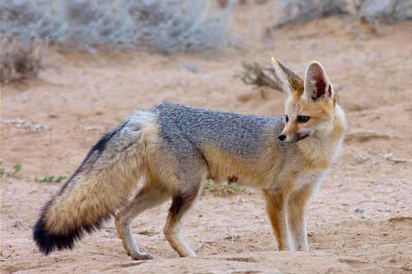 Южноафриканская лисица - внешний вид