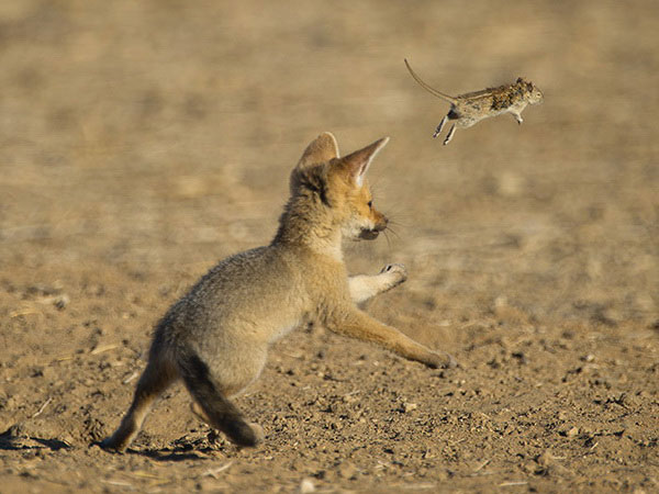 Южноафриканская лисица ловит грызуна