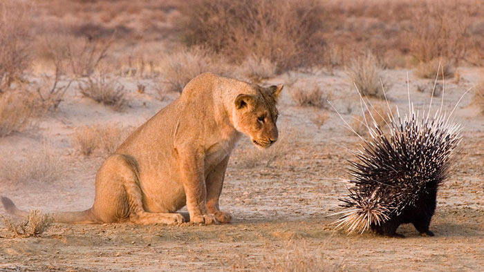 Южноафриканский дикобраз и львица