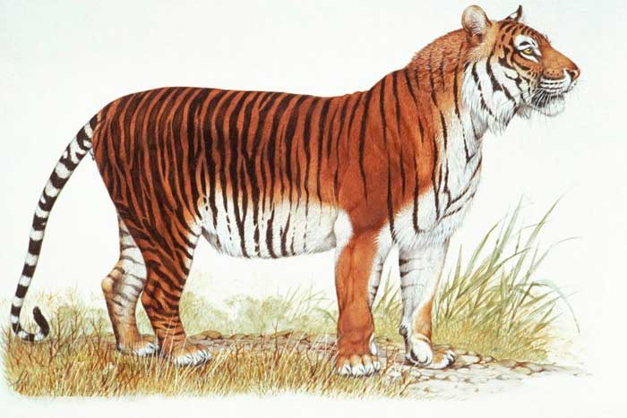 Туранский тигр - внешний вид