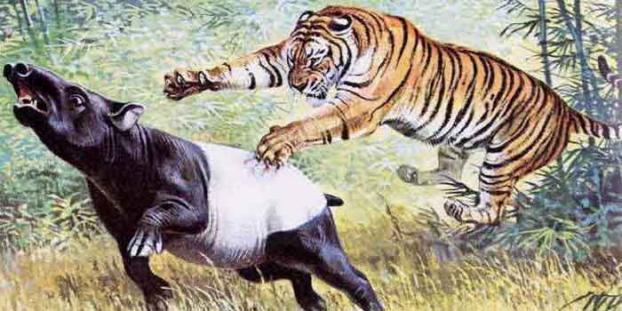 Туранский тигр нападает на жертву