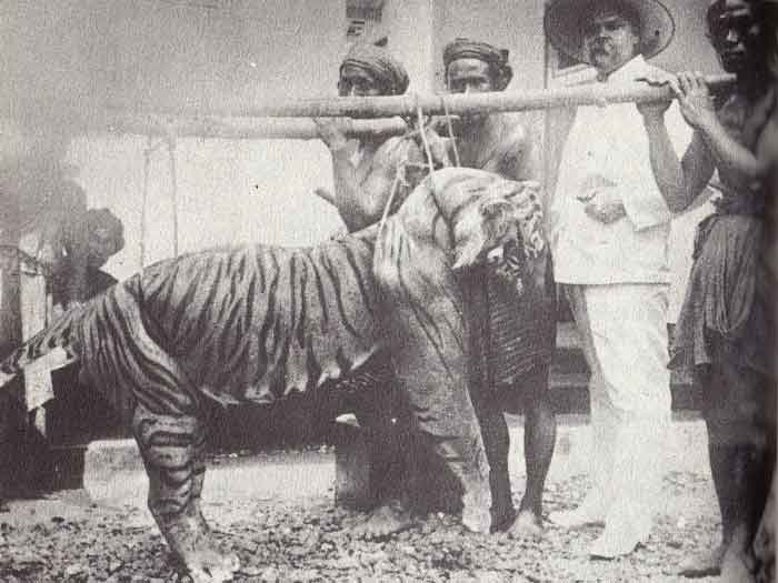 Убитый туранский тигр