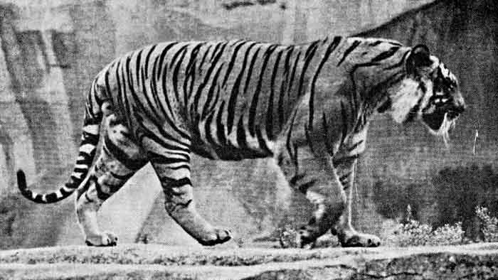 Фотография туранского тигра