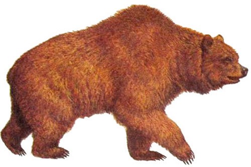 Реконструкция внешнего вида пещерного медведя