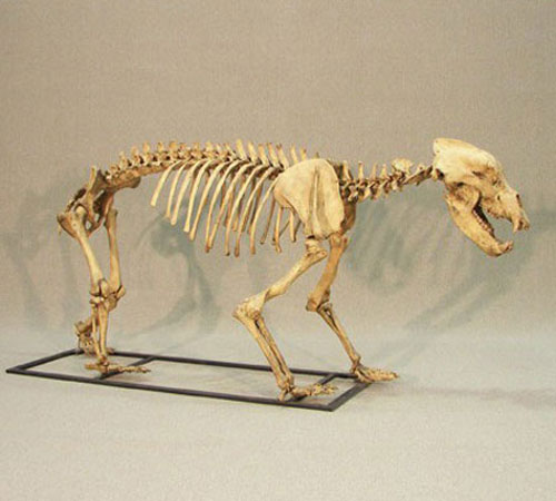 Фотография скелета пещерного медведя