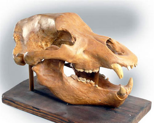 Фотография черепа пещерного медведя
