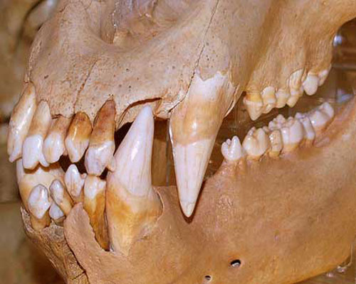 Фотография челюстей пещерного медведя