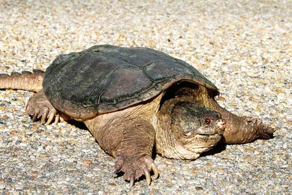 Каймановая черепаха, описание, фото