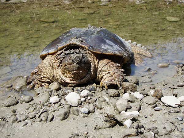 Каймановая черепаха вылезает из воды