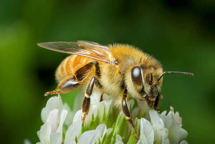 Характеристики пчёл