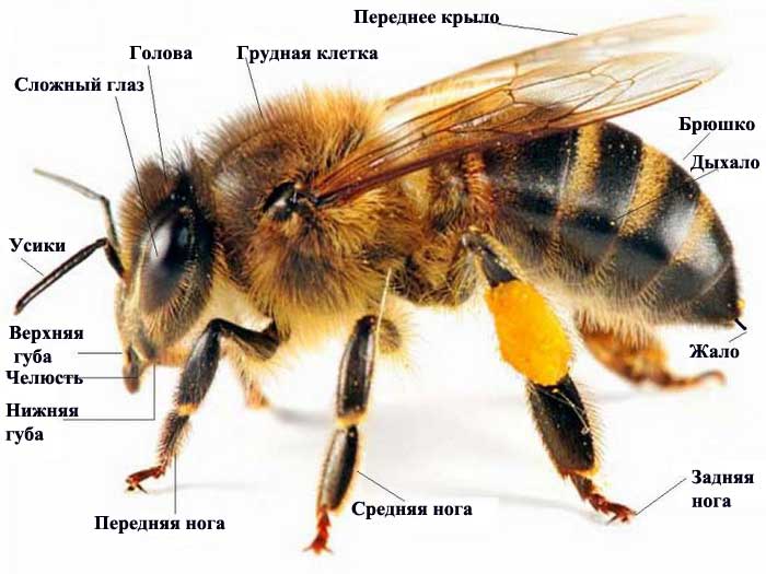 Органы пчелы